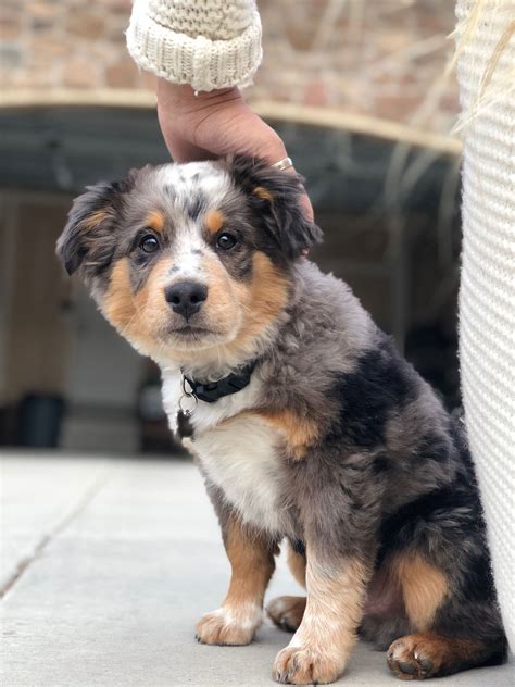 Both of her parents are on the premises and are available to meet. . Blue heeler australian shepherd mix for sale